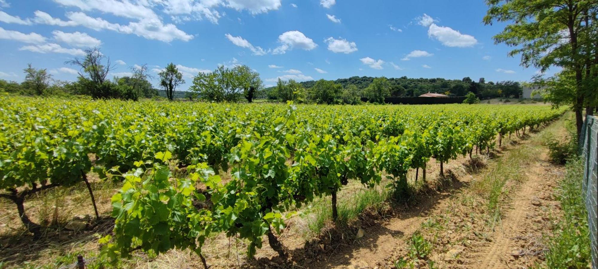 Camping Carrefour De L'Ardeche Saint-Remeze 外观 照片